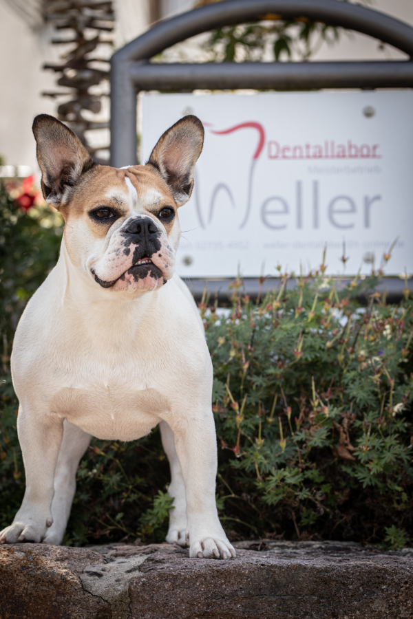 Laborhund Lou - Dentallabor Weller Neunkirchen Laborhund Lou - Dentallabor Weller Neunkirchen