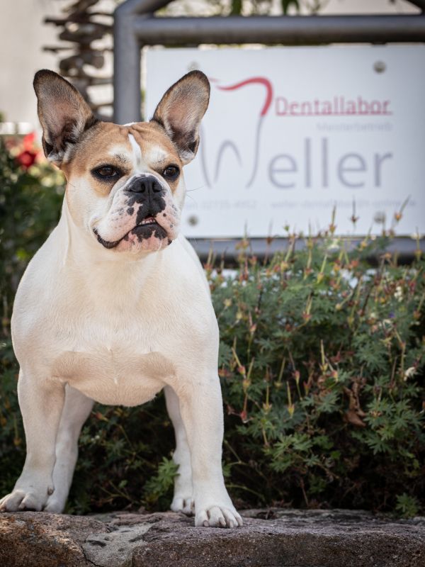 Laborhund Lou - Dentallabor Weller Neunkirchen